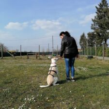 educazione base e avanzata