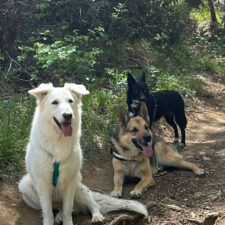 Risoluzione problemi comportamentali