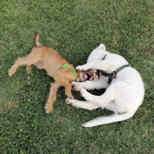 Doggy Meeting e Puppy Class