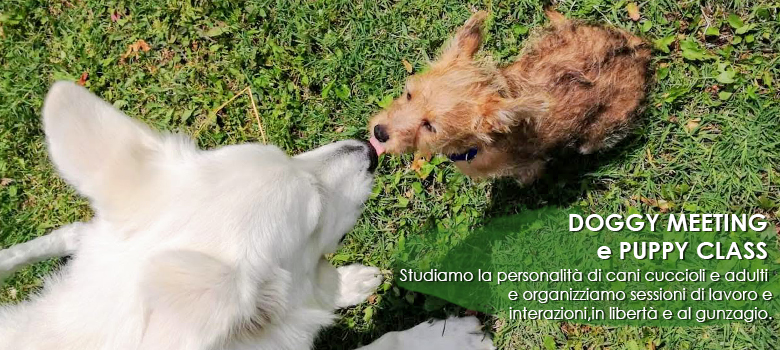 Doggy World Educatore Cinofilo Bologna home